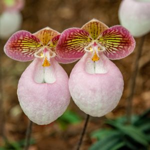 Paphiopedilum micranthum,Venus Slipper Orchid, Lady Slipper Orchid, Tiny Flowered Paphiopedilum, Paphiopedilum globulosum, Easy Orchids, Pink Orchids