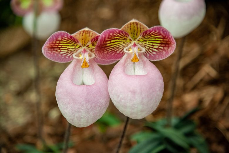 Paphiopedilum micranthum,Venus Slipper Orchid, Lady Slipper Orchid, Tiny Flowered Paphiopedilum, Paphiopedilum globulosum, Easy Orchids, Pink Orchids
