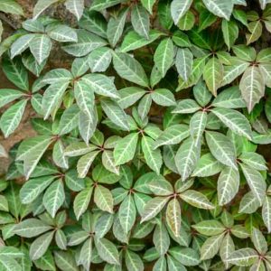 Parthenocissus henryana, Chinese Virginia Creeper, Silver-Vein Creeper, Ampelopsis henryana, Vitis henryana, Deciduous Vines, Red Vines