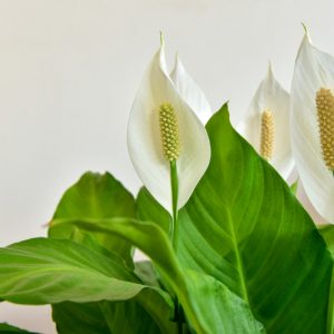 Peace Lily, Peace Lily Care, Peace Lily Plant, Peace Lilies, Spathiphyllum, Indoor Plants, Houseplants