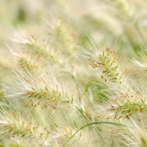 Pennisetum Villosum information, Feathertop Grass information, Foxtail Grass information