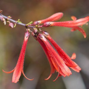 Penstemon centranthifolius, Scarlet Bugler, Red Penstemon, Red Beardtongue, California Native Perennial, California Native Plant