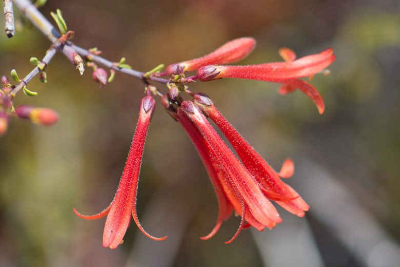 Penstemon centranthifolius, Scarlet Bugler, Red Penstemon, Red Beardtongue, California Native Perennial, California Native Plant