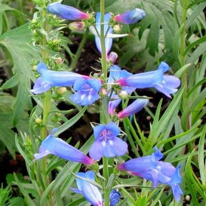 Penstemon heterophyllus 'Blue Spring',  Bunchleaf Penstemon 'Blue Spring', Bunchleaf Beardtongue 'Blue Spring', Foothill Penstemon 'Blue Spring', Foothill Beardtongue 'Blue Spring'