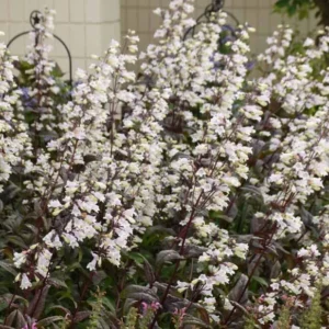 Penstemon 'Onyx and Pearls', Onyx and Pearls Beardtongue, Beardtongue 'Onyx and Pearls', White Penstemon, White Beardtongue, Black Penstemon, Black Beardtongue