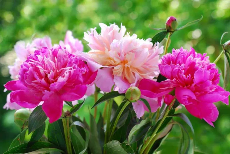 No staking peonies, Peonies that do not require staking, peonies with no staking