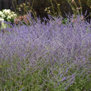 Perovskia 'CrazyBlue',  Russian Sage 'CrazyBlue', Perovskia atriplicifolia 'CrazyBlue', Blue Perennials, Drought Tolerant Flowers