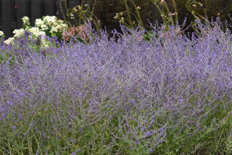 Perovskia 'CrazyBlue',  Russian Sage 'CrazyBlue', Perovskia atriplicifolia 'CrazyBlue', Blue Perennials, Drought Tolerant Flowers