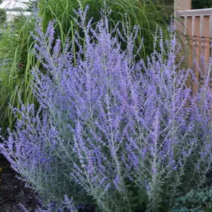 Perovskia 'Rocketman',  Russian Sage 'Rocketman', Perovskia atriplicifolia 'Rocketman', Blue Perennials, Drought Tolerant Flowers
