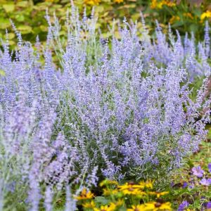 Perovskia Lacey Blue,  Russian Sage Lacey Blue, Perovskia 'Lisslitt'', Blue Perennials, Drought Tolerant Flowers