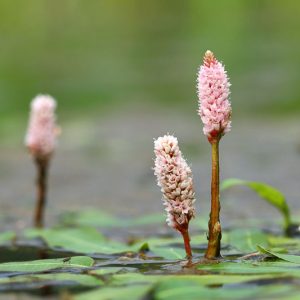 Persicaria amphibia, Amphibious Bistort, Swamp Smartweed, Pink Flowers, Aquatic Flowers