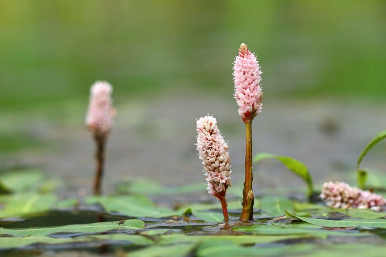 Persicaria amphibia, Amphibious Bistort, Swamp Smartweed, Pink Flowers, Aquatic Flowers
