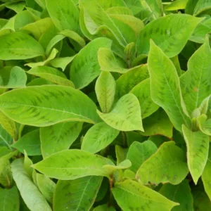 Persicaria virginiana, Knotweed, Polygonum virginianum, Tovara virginiana, Fall perennial, Summer Perennial
