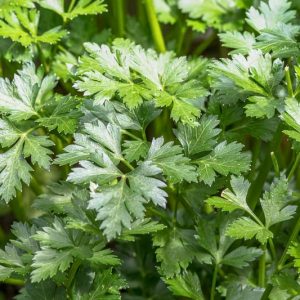 Petroselinum crispum var. neapolitanum, Italian Parsley, Flat-Leaved Parsley, Plain-Leaved Parsley