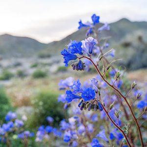 Phacelia campanularia, Desert Bluebell, California Bluebell, Arizona Bluebell, Desert Bells, Blue Flowers, Blue annuals