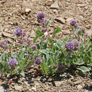 Phacelia hastata, Silverleaf Phacelia, Whiteleaf Phacelia, Purple Flowers, Purple perennials