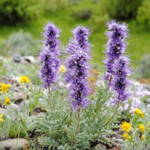 Phacelia sericea, Silky Phacelia, Purple Fringe, Purple Flowers, Purple annuals