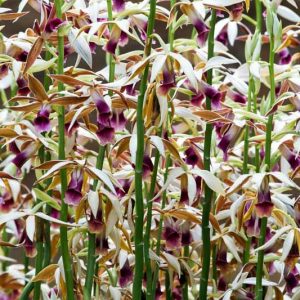 Phaius tankervilleae, Nun's Orchid, Phaius grandifolius, Purple Orchids, Fragrant Orchids, Easy Orchids, Easy to Grow Orchids
