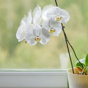 Phalaenopsis amabilis, Lovely Phalaenopsis, Epidendrum amabile, Cymbidium amabile, Synadena amabilis, Phalaenopsis grandiflora,  White Orchids, Easy Orchids, Easy to Grow Orchids