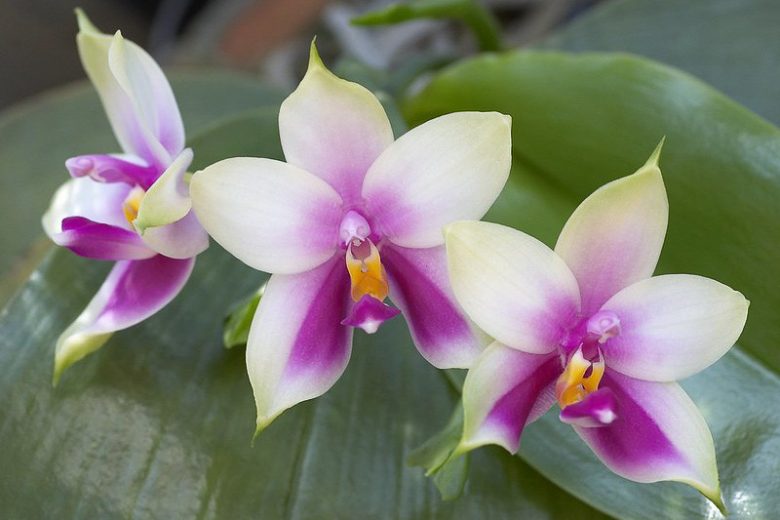 Phalaenopsis bellina, Moth Orchid, Beautiful Phalaenopsis,  Bicolor Orchids, Easy Orchids, Easy to Grow Orchids