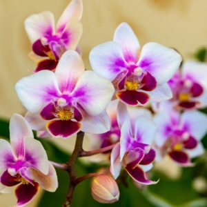 Phalaenopsis Brother Pico Sweetheart gx, Moth Orchid Brother Pico Sweetheart gx, Pink Orchids, Easy Orchids, Easy to Grow Orchids
