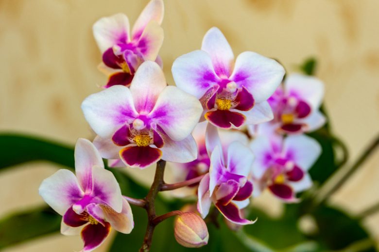 Phalaenopsis Brother Pico Sweetheart gx, Moth Orchid Brother Pico Sweetheart gx, Pink Orchids, Easy Orchids, Easy to Grow Orchids