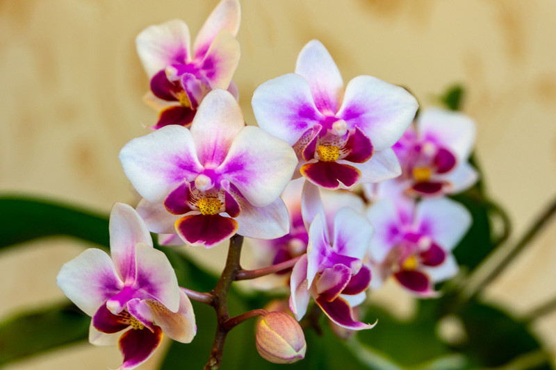 Phalaenopsis Brother Pico Sweetheart gx (Moth Orchid)