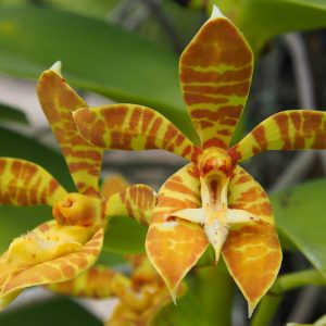 Phalaenopsis cornu-cervi, Moth Orchid, Deer Antlered Phalaenopsis,  Yellow Orchids, Easy Orchids, Easy to Grow Orchids