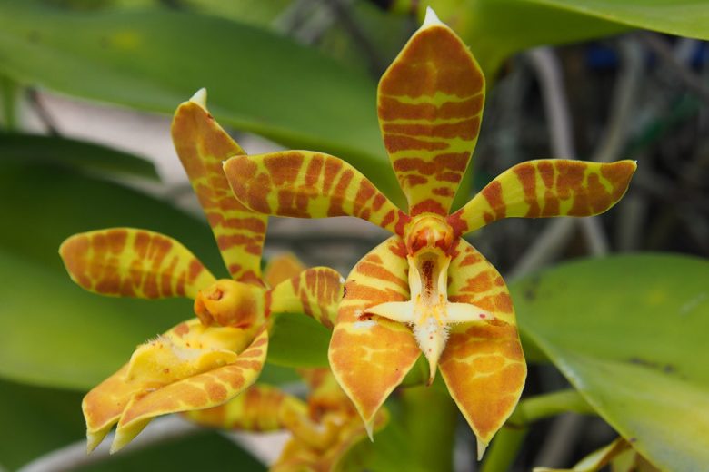 Phalaenopsis cornu-cervi, Moth Orchid, Deer Antlered Phalaenopsis,  Yellow Orchids, Easy Orchids, Easy to Grow Orchids
