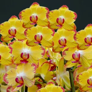 Phalaenopsis PAPAGAYO, Moth Orchid PAPAGAYO,  Phalaenopsis BEE STING, Yellow Orchids, Easy Orchids, Easy to Grow Orchids