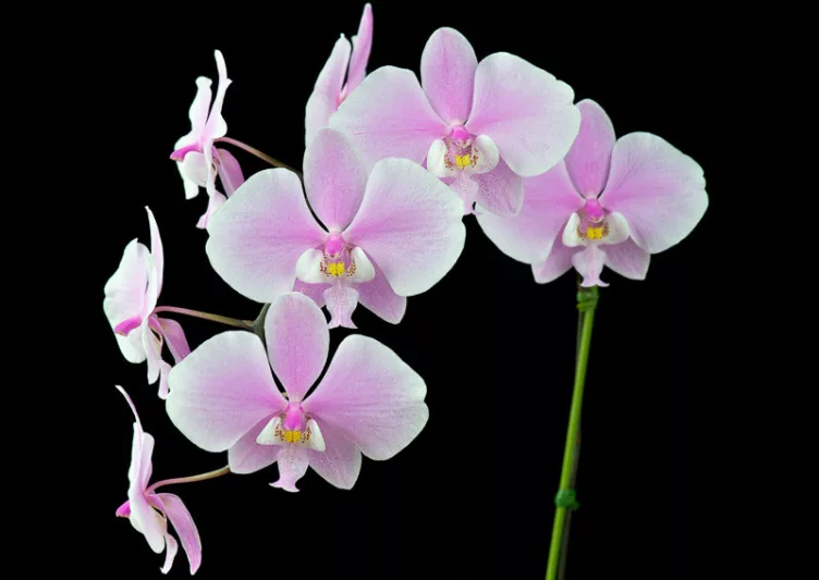 Phalaenopsis schilleriana, Moth Orchid, Schiller's Phalaenopsis,,  Pink Orchids, Easy Orchids, Easy to Grow Orchids