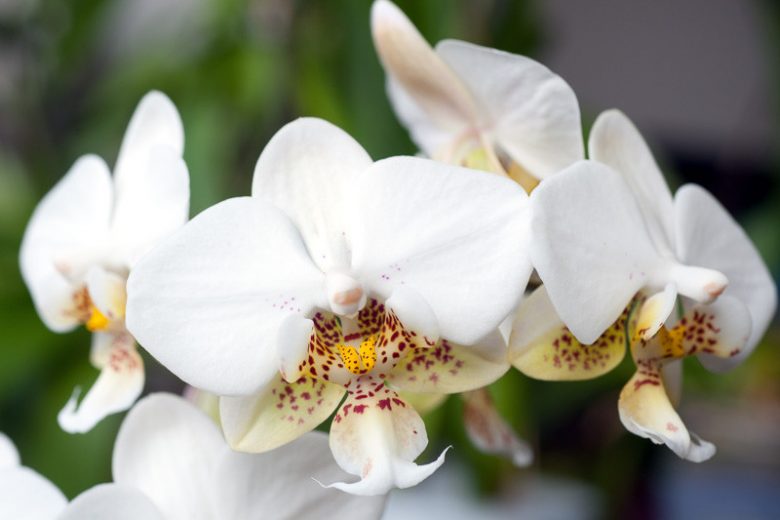 Phalaenopsis stuartiana, Moth Orchid, Moth Orchid, Stuart's Phalaenopsis, Phalaenopsis schilleriana,  White Orchids, Easy Orchids, Easy to Grow Orchids