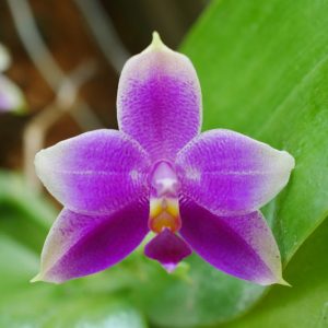 Phalaenopsis violacea, Moth Orchid, Violet Phalaenopsis, Beautiful Phalaenopsis,  Purple Orchids, Easy Orchids, Easy to Grow Orchids