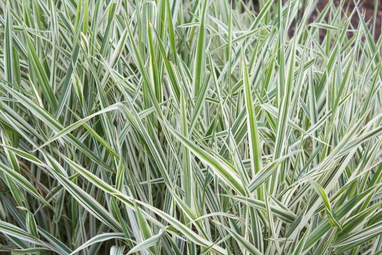 Phalaris arundinacea var. picta 'Picta', Gardener's Garters, Bride's Laces, French Grass, Lady Grass, Lady's Garters, Lady's laces, Lady's ribbons, Painted Grass, Ribbon Grass, Silver Grass, Reed Canary Grass, Canary Grass