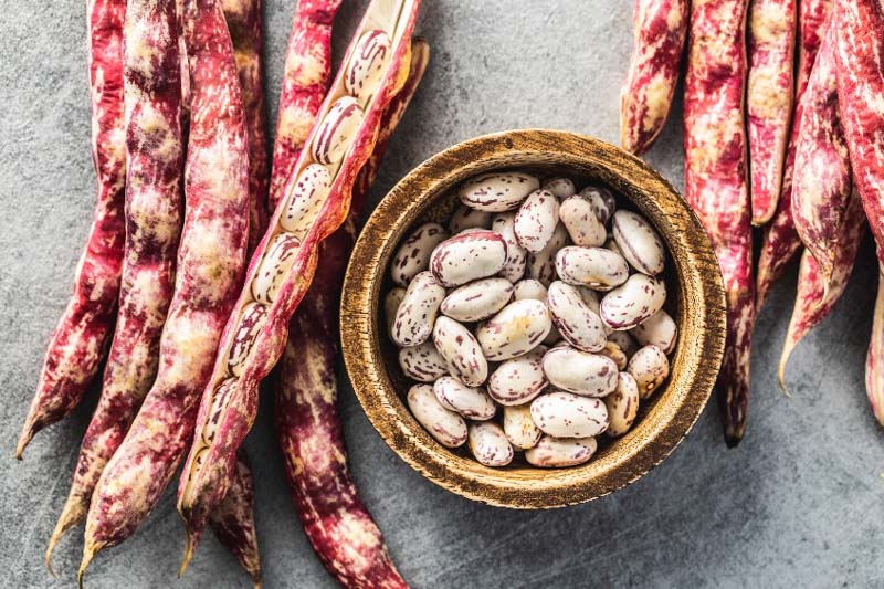 Phaseolus vulgaris Cranberry Beans