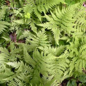 Phegopteris hexagonoptera, Broad Beechfern, Broad Beech Fern, Dryopteris hexagonoptera, Thelypteris hexagonoptera, Shade plants, shade perennial, plants for shade, plants for wet soil