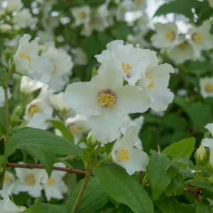 Philadelphus 'Belle Etoile', Mock Orange 'Belle Etoile',Philadelphus lemoinei 'Belle Etoile',  flowering shrub, White flowers, Fragrant shrub, Flowering Shrub