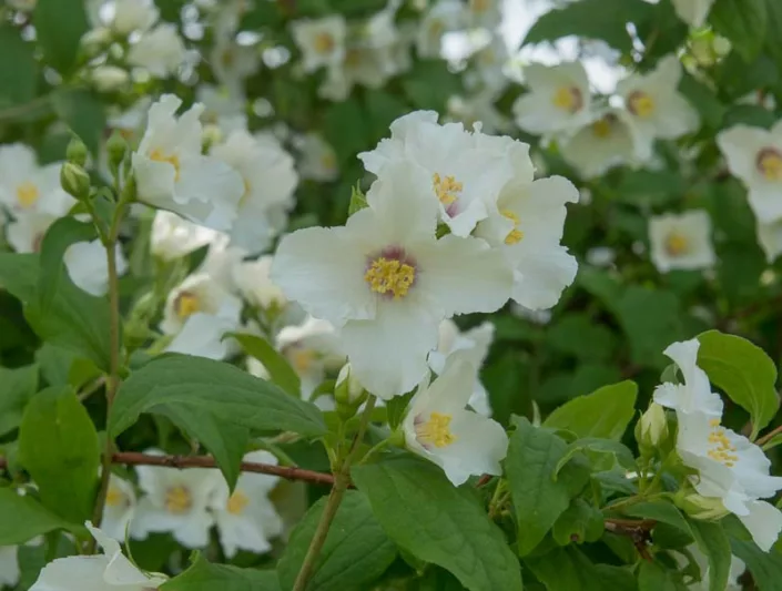 Philadelphus 'Belle Etoile', Mock Orange 'Belle Etoile',Philadelphus lemoinei 'Belle Etoile',  flowering shrub, White flowers, Fragrant shrub, Flowering Shrub