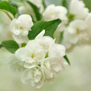 Philadelphus 'Manteau d'Hermine', Mock Orange 'Manteau d'Hermine',Philadelphus lemoinei 'Manteau d'Hermine',  flowering shrub, White flowers, Fragrant shrub, Flowering Shrub