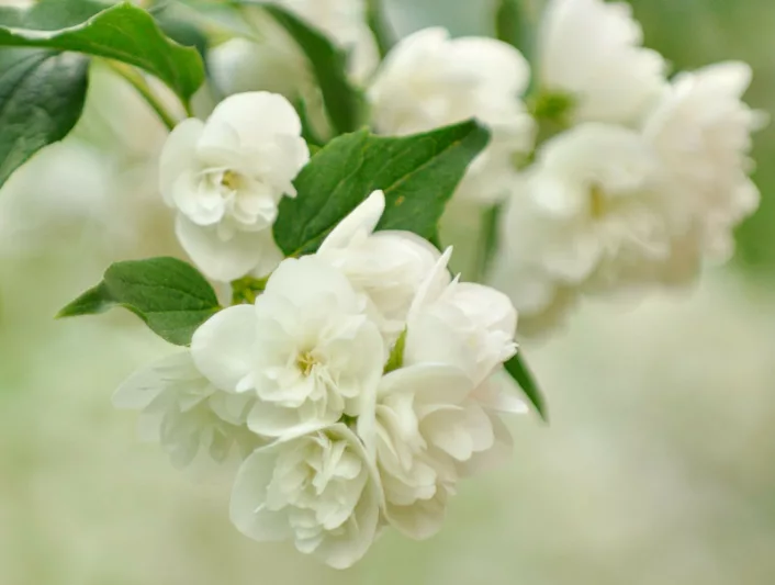 Philadelphus 'Manteau d'Hermine', Mock Orange 'Manteau d'Hermine',Philadelphus lemoinei 'Manteau d'Hermine',  flowering shrub, White flowers, Fragrant shrub, Flowering Shrub