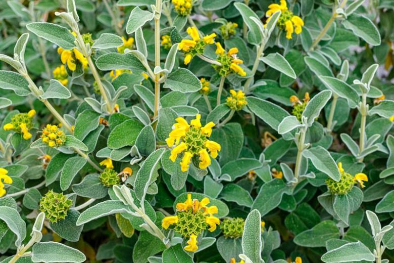 Phlomis lanata, Woolly Jerusalem Sage, Yellow Clary, Deer resistant perennials, Yellow perennials