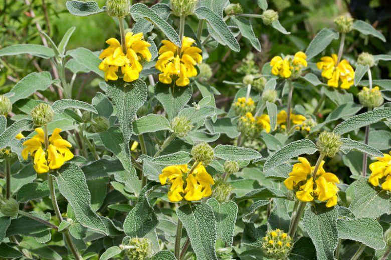 Phlomis fruticosa, Jerusalem Sage, Jupiter's Distaff, Yellow Clary, Deer resistant perennials, Yellow perennials