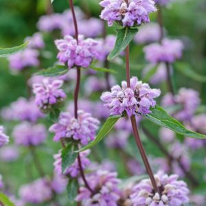 Phlomis Tuberosa, Jerusalem Sage, Drought resistant perennials, Pink perennials, Lavender perennials