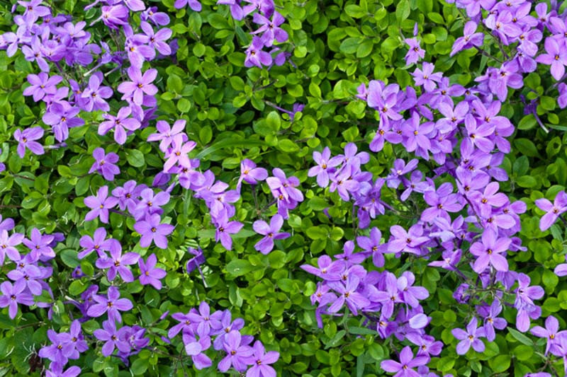 Phlox stolonifera (Creeping Phlox)