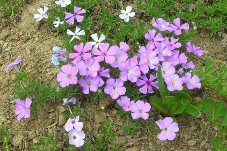 Phlox diffusa, Mat Phlox, Spreading Phlox, Lavender Phlox, Lavender flowers, Groundcover, Perennial groundcover, White Phlox, White flowers