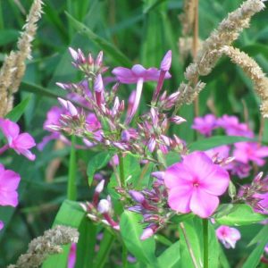 Phlox glaberrima, Smooth Phlox, Marsh Phlox, Perennial Phlox, Purple Phlox, Purple flowers