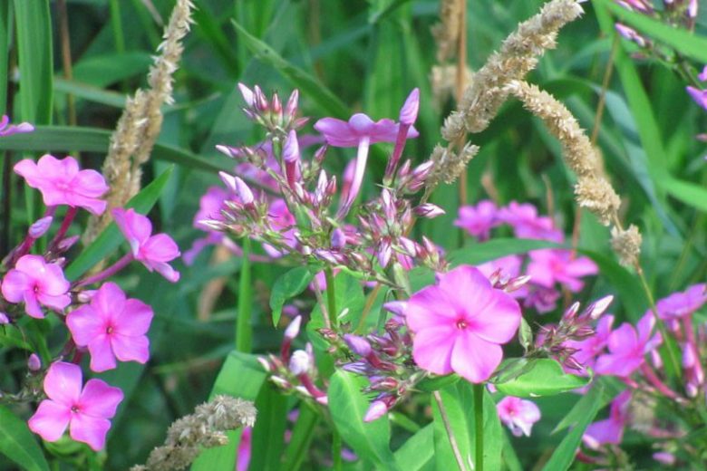 Phlox glaberrima, Smooth Phlox, Marsh Phlox, Perennial Phlox, Purple Phlox, Purple flowers