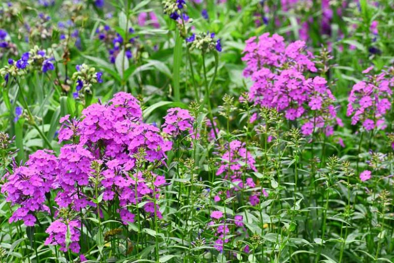 Phlox maculata, Wild Sweetwilliam, Phlox, Meadow Phlox, Wild Sweet William, Speckled Phlox, Spotted Phlox, Perennial Phlox, Purple Phlox, Purple flowers