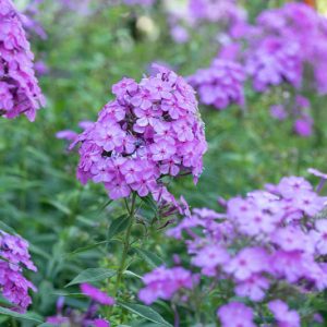 Phlox Paniculata, Border Phlox, Garden Phlox, Fall Phlox, Perennial Phlox, Purple Phlox, Purple flowers
