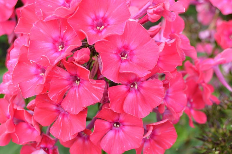 Phlox paniculata 'Grenadine Dream' (Garden Phlox)